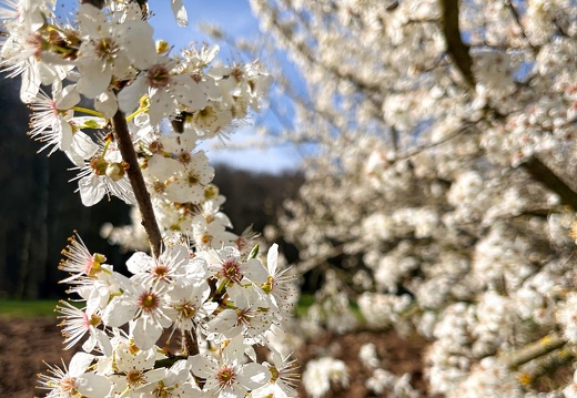 23-03-17 10-40-30 4880